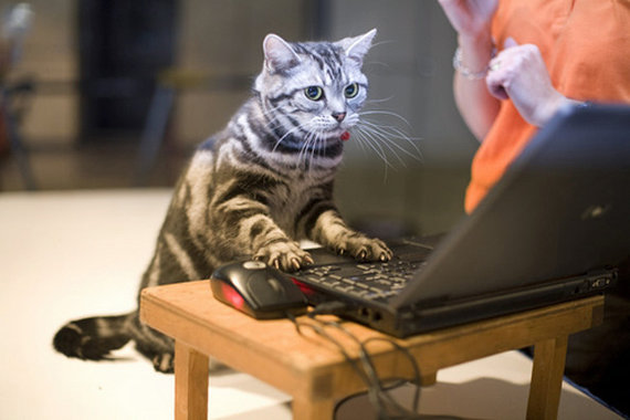 猫 パソコン 操作