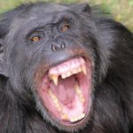 猿にレンガを20個以上ぶつけられ男性死亡