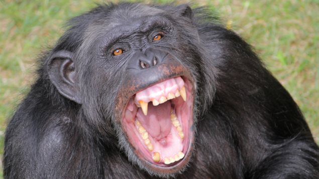 猿にレンガを20個以上ぶつけられ男性死亡