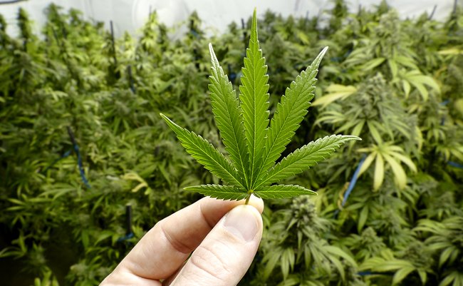 まじか 大麻と激似成分の コケ が随分前から日本に生息している事が判明 ネット民 明日から河原散歩するわ Www ホビカン 絶対に気になる情報をお伝えするメディアサイト