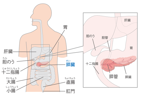 膵臓の位置 急性膵炎