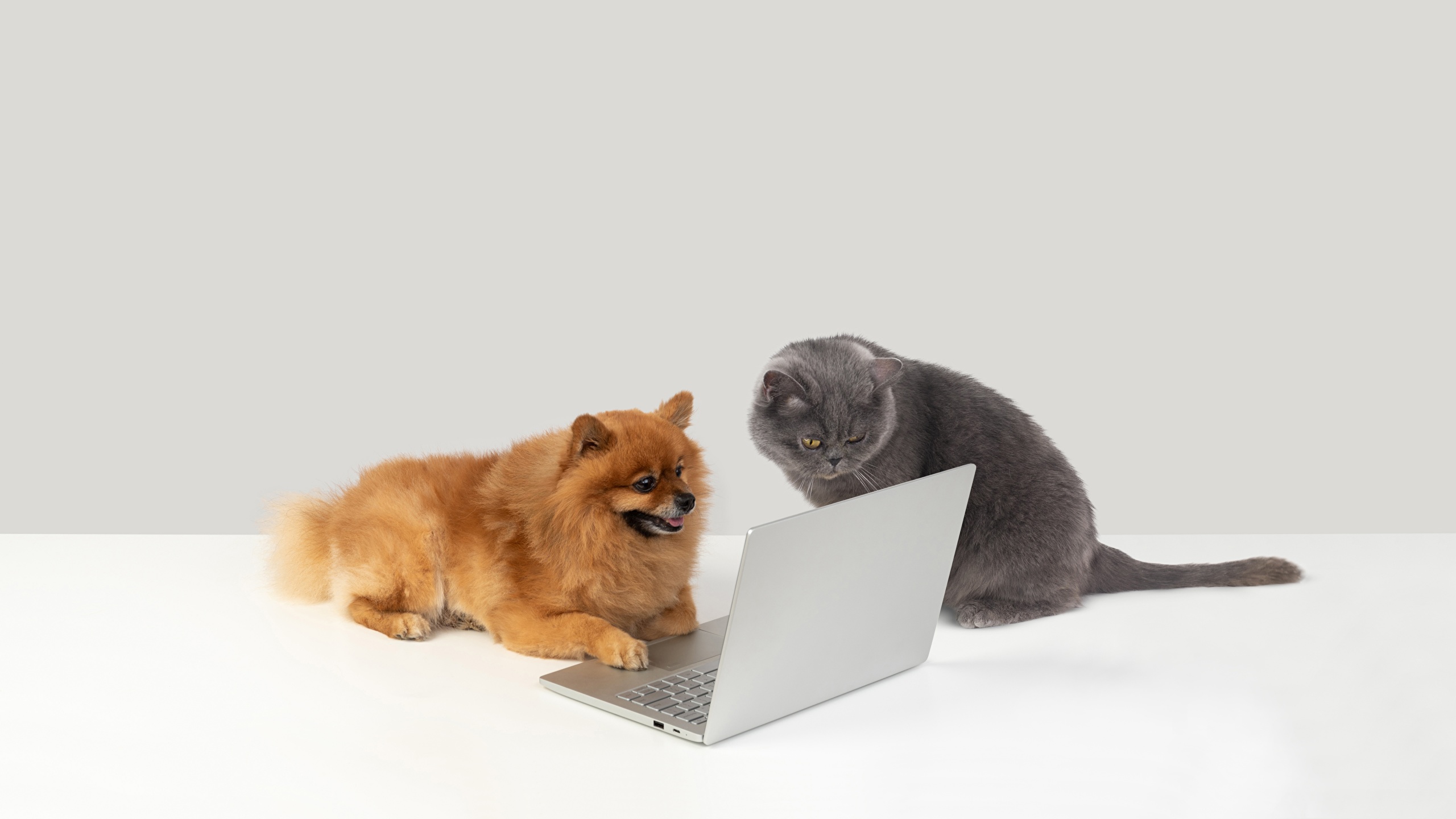 【ホビカン】犬と猫とパソコンからのネットの反応